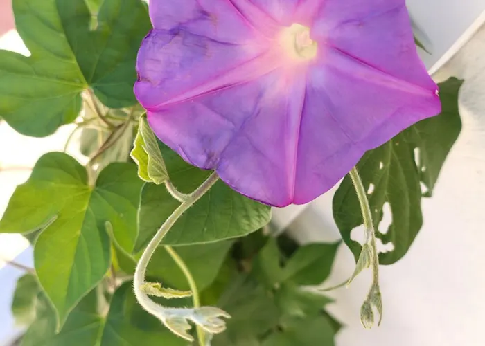 Libeccio Holiday home *